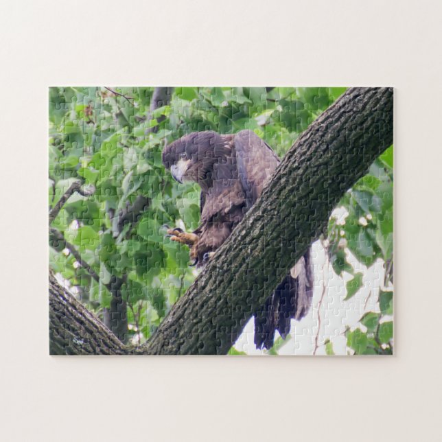 Juvenile Bald Eagle Jigsaw Puzzle (Horizontal)