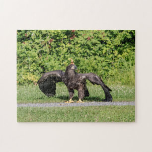 Juvenile Bald Eagle Jigsaw Puzzle