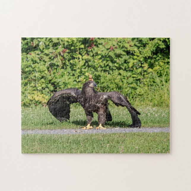 Juvenile Bald Eagle Jigsaw Puzzle (Horizontal)