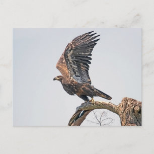 Juvenile Bald Eagle Launch Postcard
