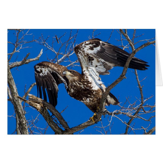 Juvenile Bald Eagle Leap Into Flight (Front Horizontal)