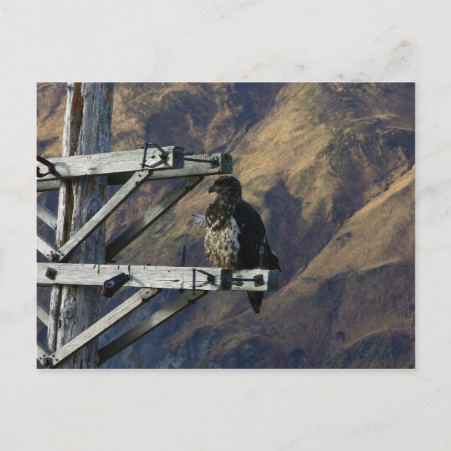 Juvenile Bald Eagle on WWII Telephone Pole Postcard (Front)
