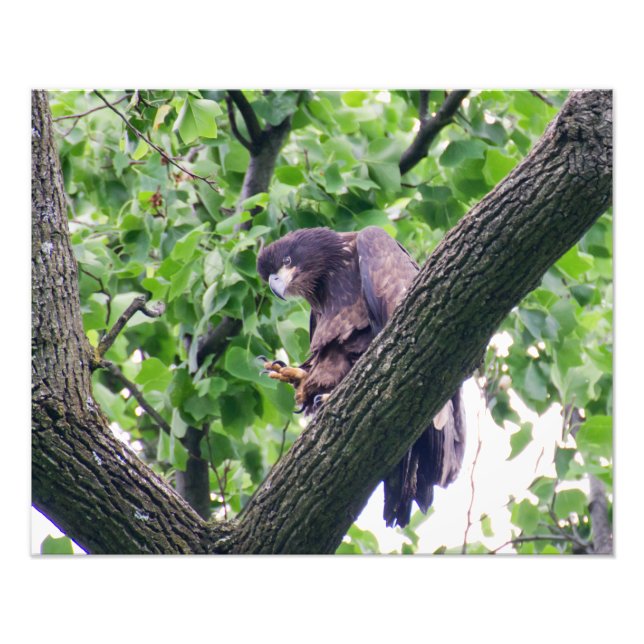 Juvenile Bald Eagle Photo Print (Front)