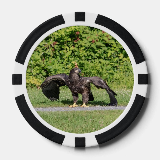Juvenile Bald Eagle Poker Chips (Front)