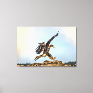 Juvenile Bald Eagle practicing its landing skills. Canvas Print