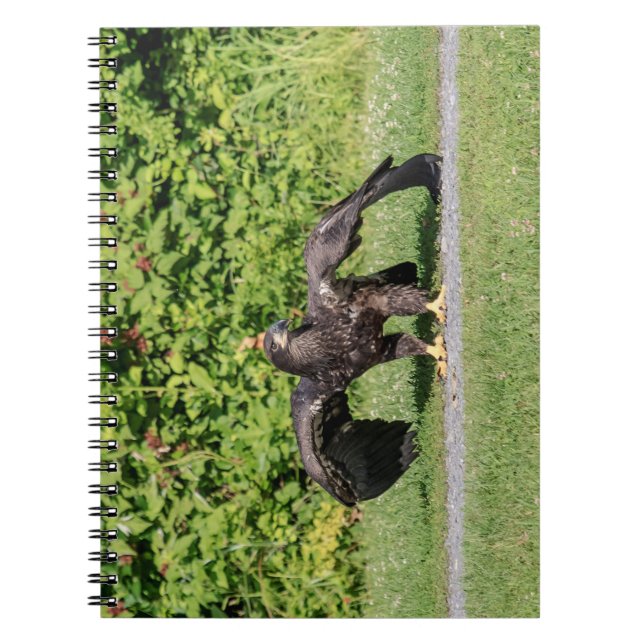 Juvenile Bald Eagle Spiral Notebook (Front)