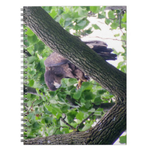 Juvenile Bald Eagle Spiral Notebook
