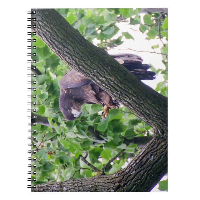 Juvenile Bald Eagle Spiral Notebook (Front)