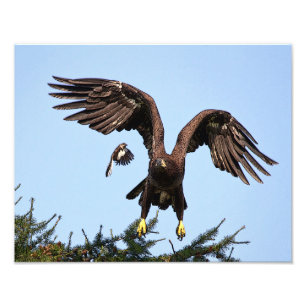 Juvenile Bald Eagle taking off Photo Print