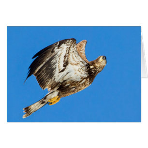 Juvenile Bald Eagle Up And Up