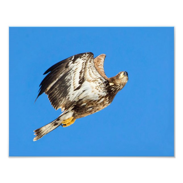 Juvenile Bald Eagle Up And Up Photo Print (Front)