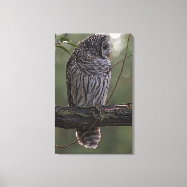 Juvenile Barred Owl (Strix varia) 2 Canvas Print (Front)