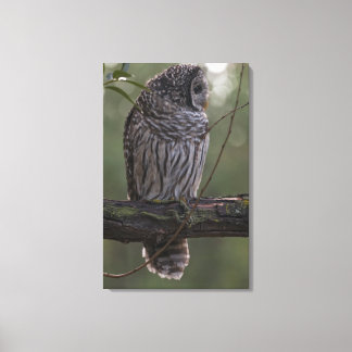 Juvenile Barred Owl (Strix varia) 2 Canvas Print