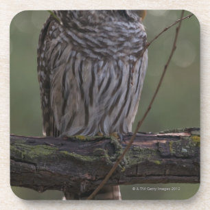 Juvenile Barred Owl (Strix varia) 2 Coaster