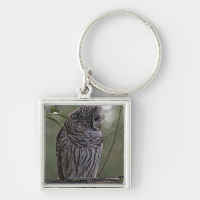 Juvenile Barred Owl (Strix varia) 2 Key Ring (Front)