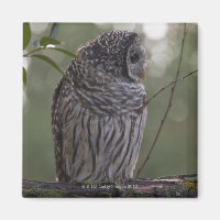 Juvenile Barred Owl (Strix varia) 2