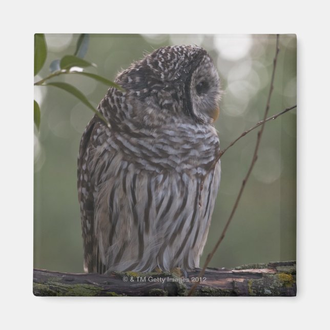 Juvenile Barred Owl (Strix varia) 2 Magnet (Front)