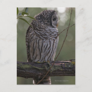 Juvenile Barred Owl (Strix varia) 2 Postcard