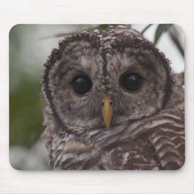 Juvenile Barred Owl (Strix varia) Mouse Pad (Front)
