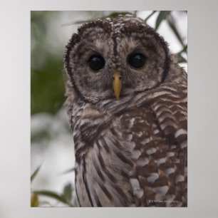 Juvenile Barred Owl (Strix varia) Poster