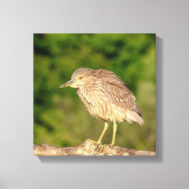 Juvenile Black Crowned Night Heron Canvas Print (Front)