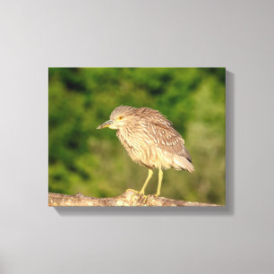 Juvenile Black Crowned Night Heron Canvas Print