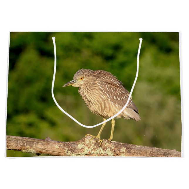 Juvenile Black Crowned Night Heron Large Gift Bag (Front)