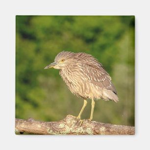 Juvenile Black Crowned Night Heron Magnet