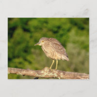 Juvenile Black Crowned Night Heron