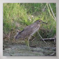 Juvenile Black-Crowned Night-Heron