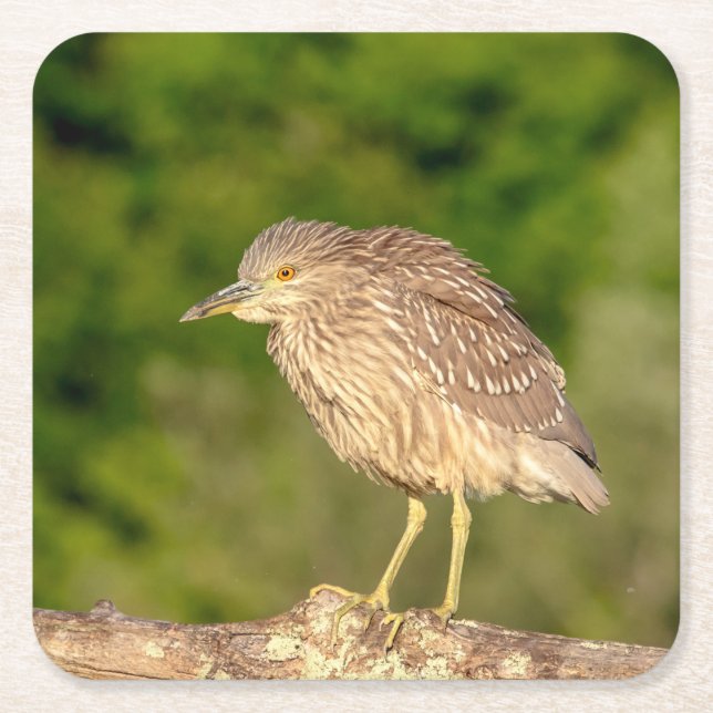 Juvenile Black Crowned Night Heron Square Paper Coaster (Front)