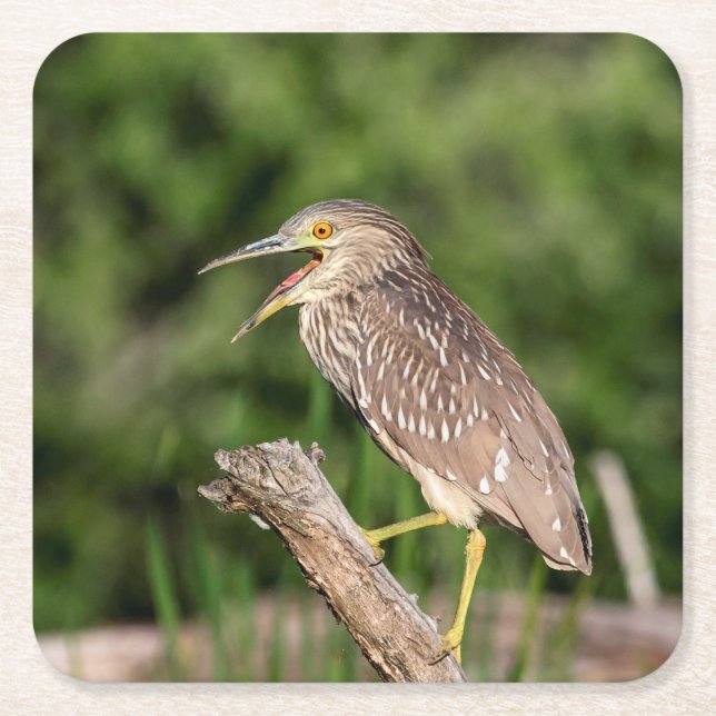 Juvenile Black Crowned Night Heron Square Paper Coaster (Front)