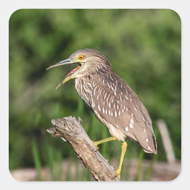 Juvenile Black Crowned Night Heron Square Sticker (Front)