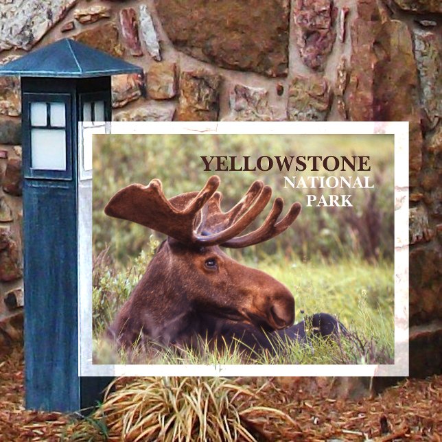 Juvenile Bull Moose Resting in Grass Yellowstone  Postcard (Creator Uploaded)
