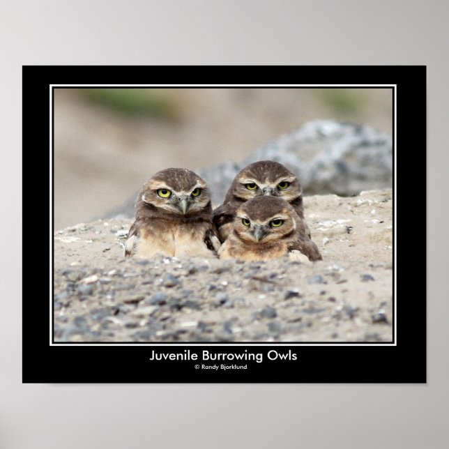 Juvenile Burrowing Owl Poster (Front)