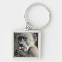 Juvenile Chacma baboon (Papio ursinus) eats nuts