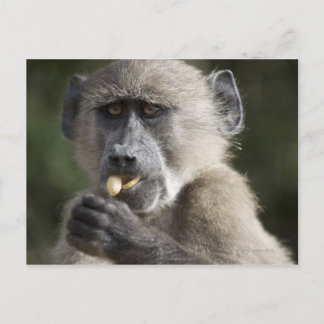 Juvenile Chacma baboon (Papio ursinus) eats nuts Postcard
