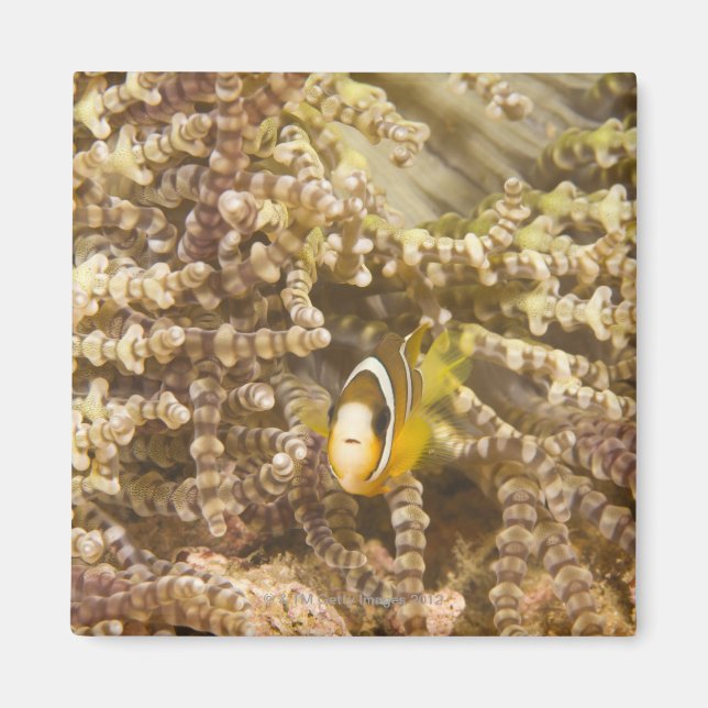 juvenile Clark's Anemonefish (Amphiprion) Magnet (Front)
