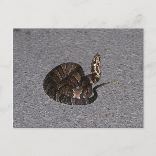 Juvenile Cottonmouth Snake Postcard (Front)