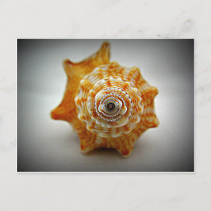 Juvenile Fighting Conch Postcard