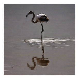 Juvenile Flamingo In Grey With Reflection Photo Print