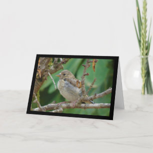 Juvenile Goldfinch in Almond Tree Card