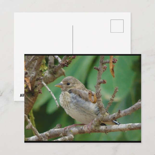 Juvenile Goldfinch in Almond Tree Postcard (Front/Back)