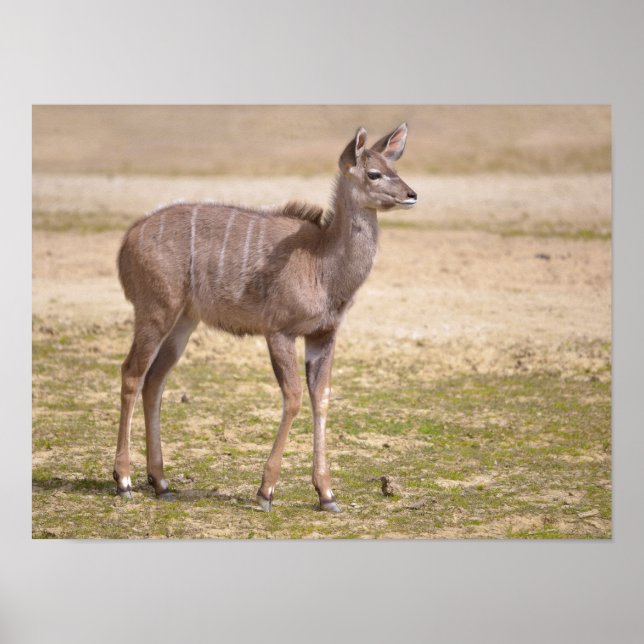 Juvenile greater kudu poster (Front)