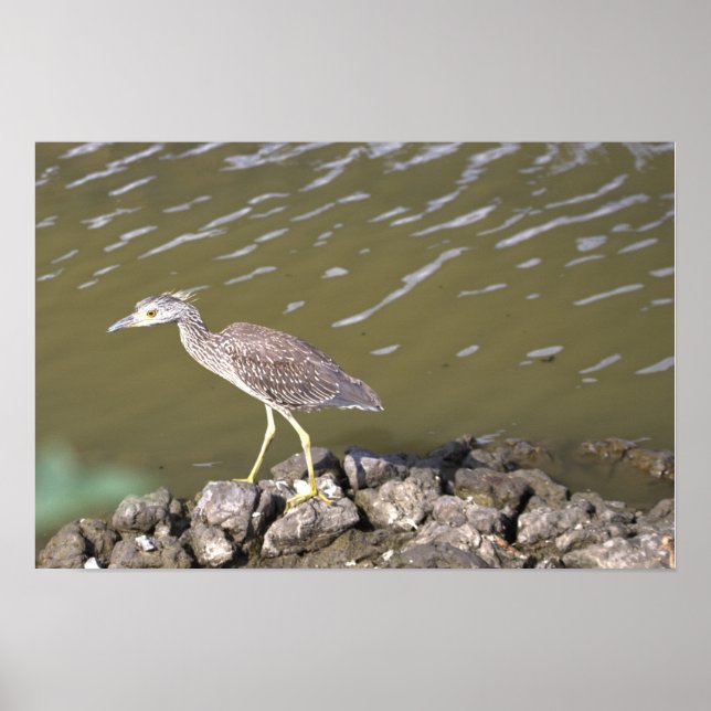Juvenile Heron Poster (Front)