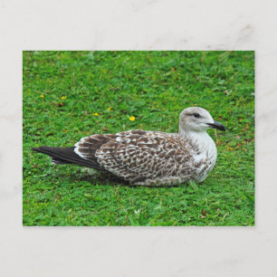 Juvenile Herring Gull Postcard