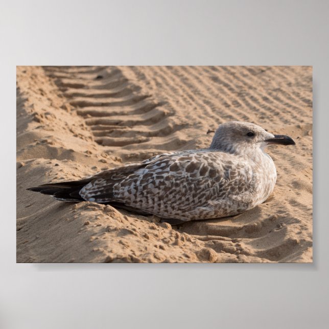 Juvenile Herring Gull Poster (Front)