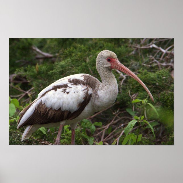 Juvenile Ibis Bird Poster (Front)