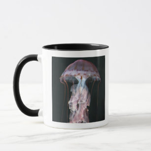 Juvenile jellyfish, Chrysaora (Pelagia) Mug