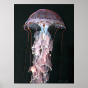 Juvenile jellyfish, Chrysaora (Pelagia) Poster